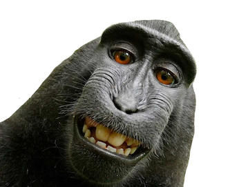 happy monkey